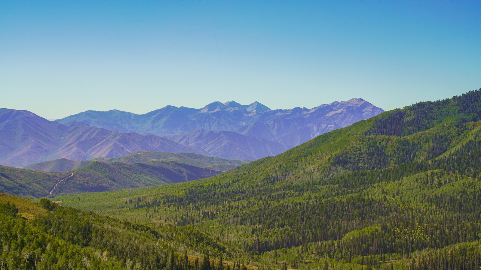 green trees on mountain under blue sky during daytime